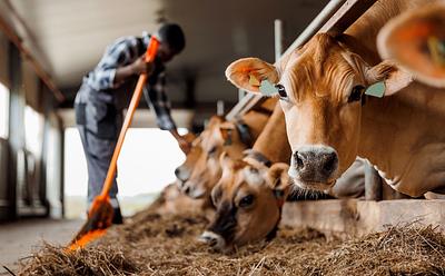 Bird Flu Found In Raw Milk In The US, Officials Say