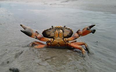 Crabs And Other Crustaceans Do Feel Pain, Scientists Say