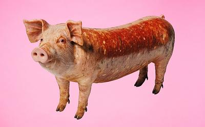 ‘Sausages Are Pigs Stuffed Into Their Own Intestines’ – Veganuary’s Bold 2025 Marketing Approach